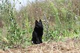 SCHIPPERKE 242